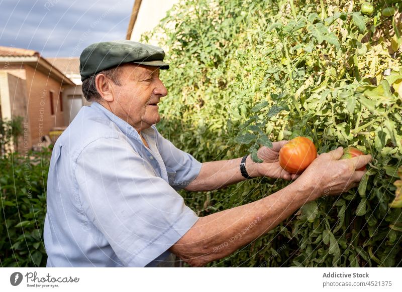 Älterer Mann sammelt Tomate vom Baum Landwirt Gemüse Garten Ernte Landschaft Ackerbau kultivieren abholen Gartenbau Pflanze ländlich reif organisch frisch