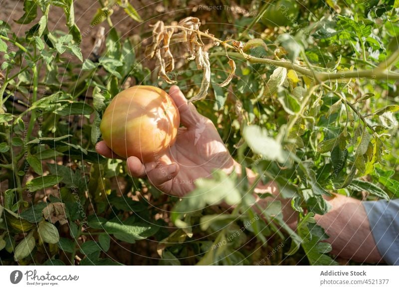 Unbekannter älterer Mann sammelt Tomate vom Baum Landwirt Gemüse Garten Ernte Landschaft Ackerbau kultivieren abholen Gartenbau Pflanze ländlich reif organisch