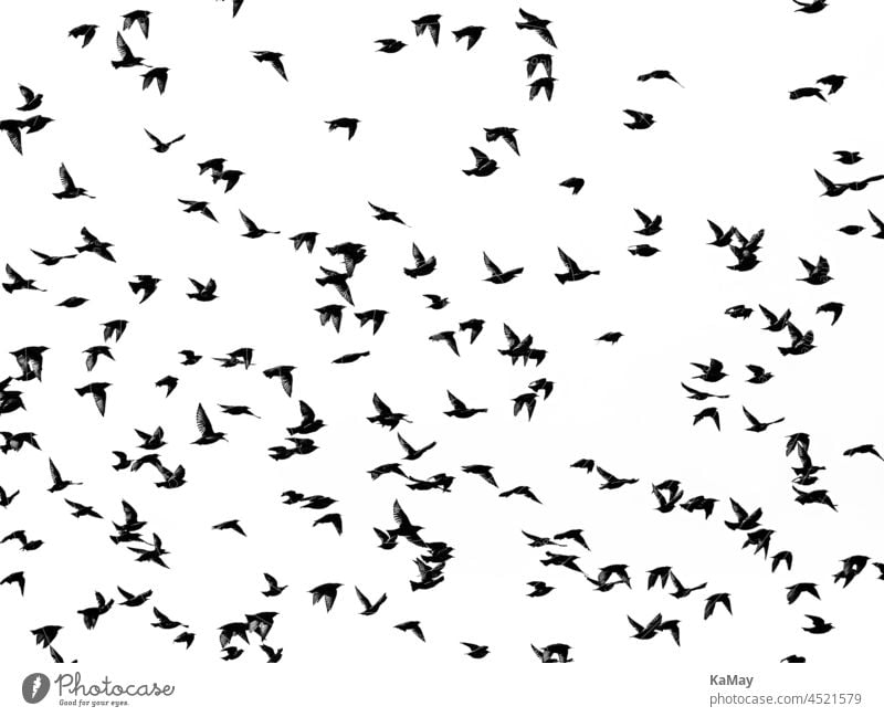 Abstrakte Aufnahme der Silhouetten eines Schwarms Stare, Sturnus vulgaris Vögel Vogelzug schwarzweiß abstrakt monochrom Herbst viele Tiere Himmel fliegen