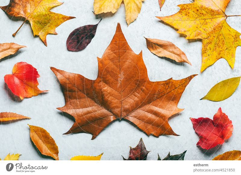 Herbstlicher Hintergrund. Draufsicht auf verschiedene herbstliche Blätter. Herbstblätter Hintergrund Herbsthintergrund Herbstlaub Detailaufnahme Objekt