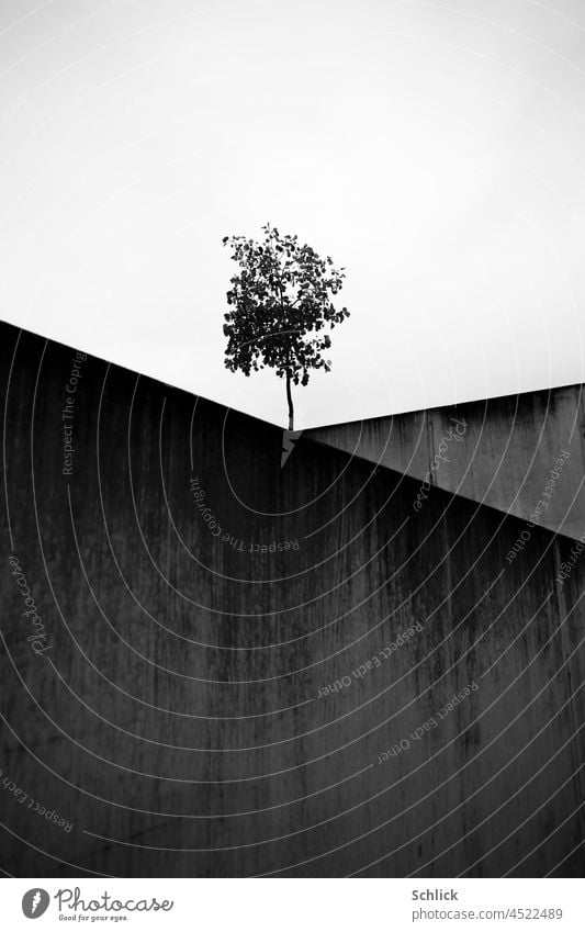 Einsames Bäumchen vom Beton eingekeilt Baum Keil Natur Architektur Schwarzweißfoto Himmel Überlebenskünstler urban Stadt Außenaufnahme Menschenleer Tag trist