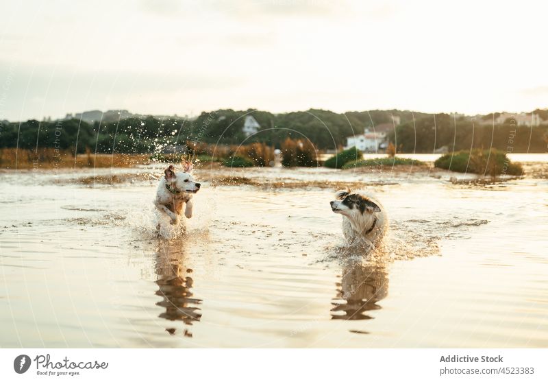 Hunde laufen und spielen am Fluss spielerisch Tier Haustier Ufer Wasser Eckzahn Natur Küste Flussufer Säugetier Wald Sommer niedlich bezaubernd heimisch
