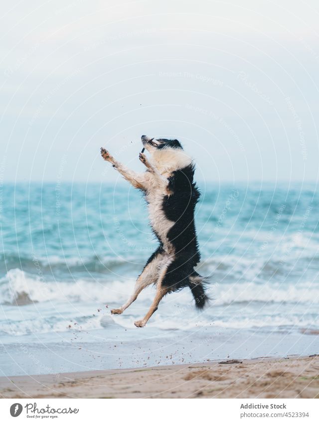 Hund springt auf Sand am Meeresufer Tier springen spielerisch Haustier Ufer Wasser MEER Eckzahn Küste Natur Flussufer Säugetier Sommer Energie niedlich
