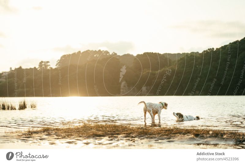 Hunde spielen am Ufer des Flusses spielerisch Tier Haustier Wasser Eckzahn Natur Küste Flussufer Säugetier Wald Sommer niedlich bezaubernd heimisch Stammbaum