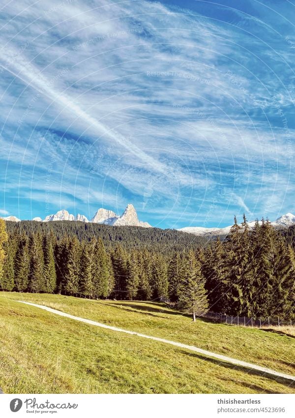 Blick über Bäume auf die Drei Zinnen, Passo Rolle, Dolomiten, Südtirol, Italien Wald Baum Berge Himmel Ausblick Natur Landschaft Berge u. Gebirge grün blau