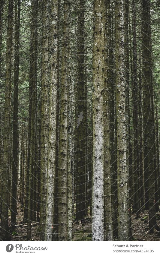 Der Wald mit lauter Bäumen Baumstämme Borkenkäfer Fichte Fichten Nadelholz Forst Umwelt Holz Forstwirtschaft Klimawandel Waldsterben Baumstamm