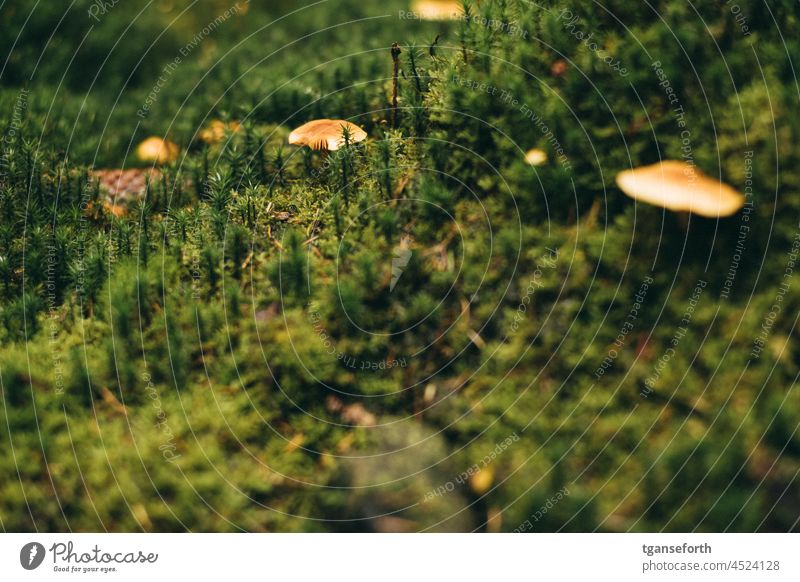angebissener Pilz am Waldboden Moos Herbst Außenaufnahme Menschenleer grün Pflanze Natur Farbfoto Umwelt Pilzhut Schwache Tiefenschärfe