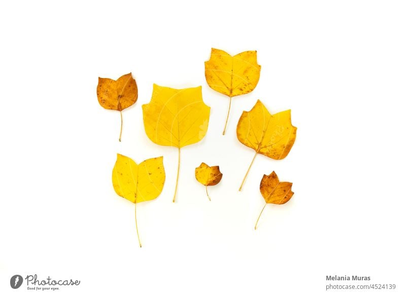 Komposition von goldenen dekorativen Herbstblätter auf weißem Hintergrund. Flat Lay, Draufsicht minimal neutral Blumenarrangement. Elegante saisonale Dekoration.