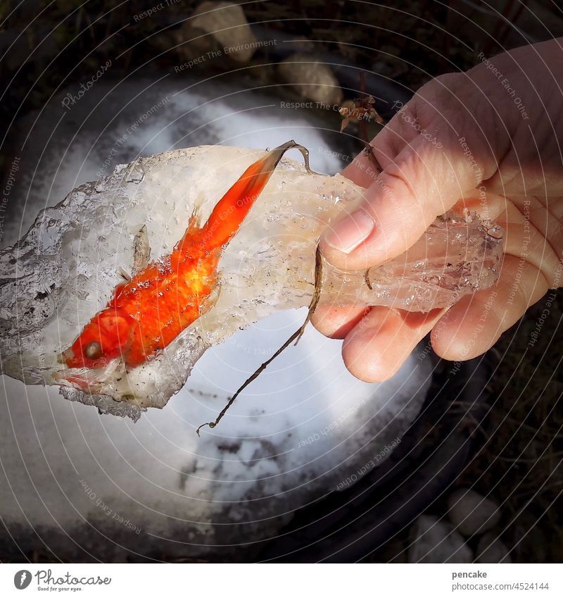 tatort | spurensicherung Fisch Goldfisch Eis erfroren tot Leiche rot Teich Tier Wasser eingefroren Natur Hand Eisplatte Winter Frost Frostschaden