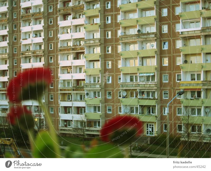 Mauerbluemchen Hochhaus Plattenbau Blume rot Fassade Haus Lomografie