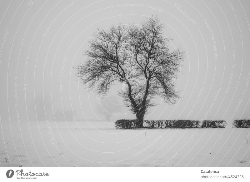 Baum und Hecke auf der verschneiten Wiese an einem grauen, nebligen Wintermorgen Natur Landschaft Schnee Nebel Flora winterlich kalt Tag Tageslicht Jahreszeit