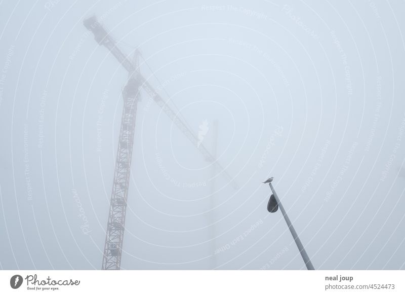 Baukräne im Nebel aus der Froschperspektive. Eine Möwe sitzt einsam auf einer Straßenlampe. Herbst Wetter grau kalt Melancholie trist neblig sitzen Ausschau