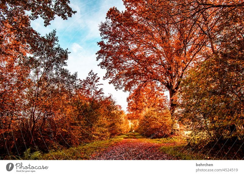 heimat ist da, wo der herbst so schön aussieht ruhig Licht Kontrast Wald Blatt Umwelt Natur Baum Farbfoto Herbst Herbstlaub Landschaft Pflanze fallende Blätter