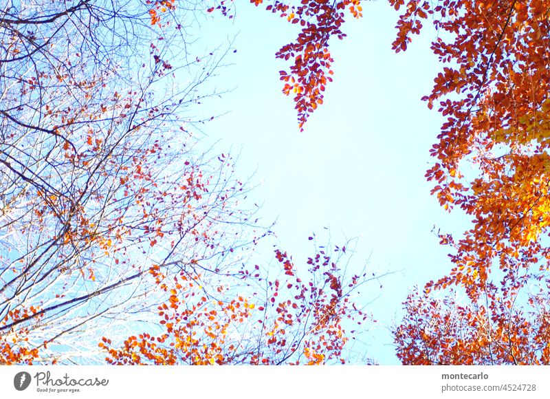 Herbstlicher Rahmen Herbstlaub Herbstwetter herbstlich Laub hell Wärme Landschaft Umwelt Natur Klima Schönes Wetter Baum Sonnenlicht Bäume Blauer Himmel