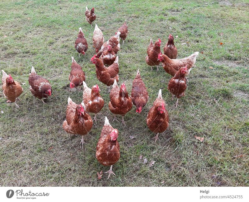 Glückliche Hühner - Hühner in Freilandhaltung auf einem Hühnerhof Tier Huhn glückliche Hühner Henne Wiese Gras Landwirtschaft Nutztier freilaufend Bauernhof