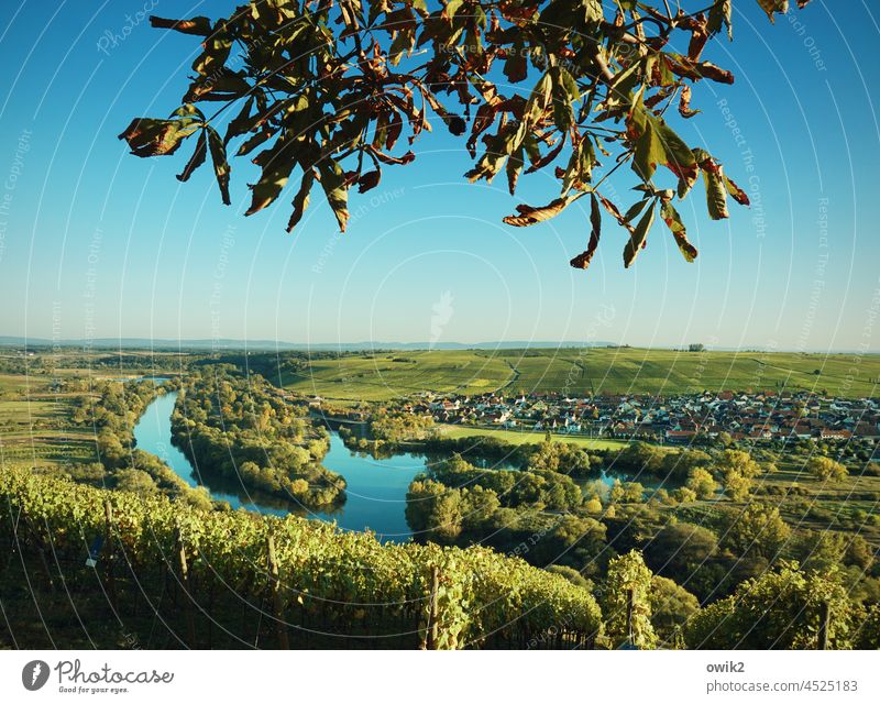 Mainschleife bei Volkach Unterfranken Landkreis Kitzingen Mainfranken Farbfoto Landschaft Herbst Weinranken Weinanbau Himmel Natur Hügel Sonnenlicht Umwelt