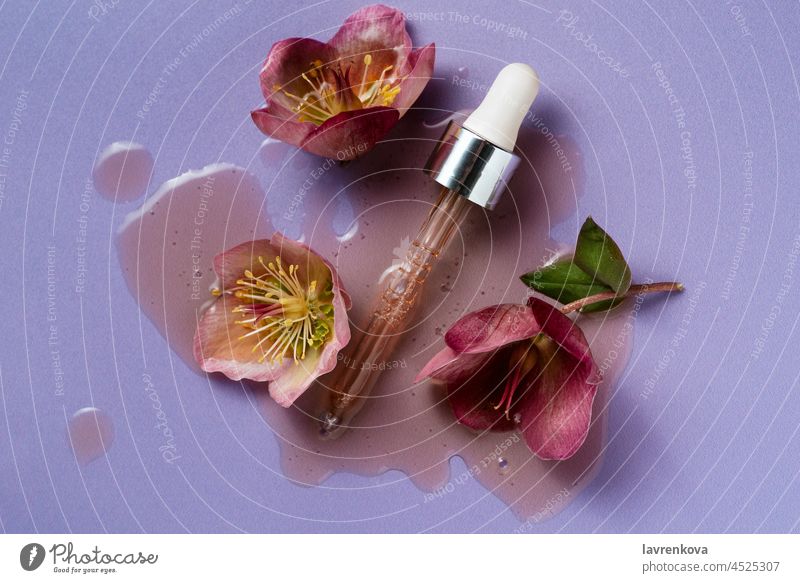 Nieswurzblüten mit natürlichem Vitamin-Serum auf pastellviolettem Hintergrund Helleborus Emulsion Erdöl Kosmetik Gesichtsbehandlung Pipette Reinigungsöl Tropfen