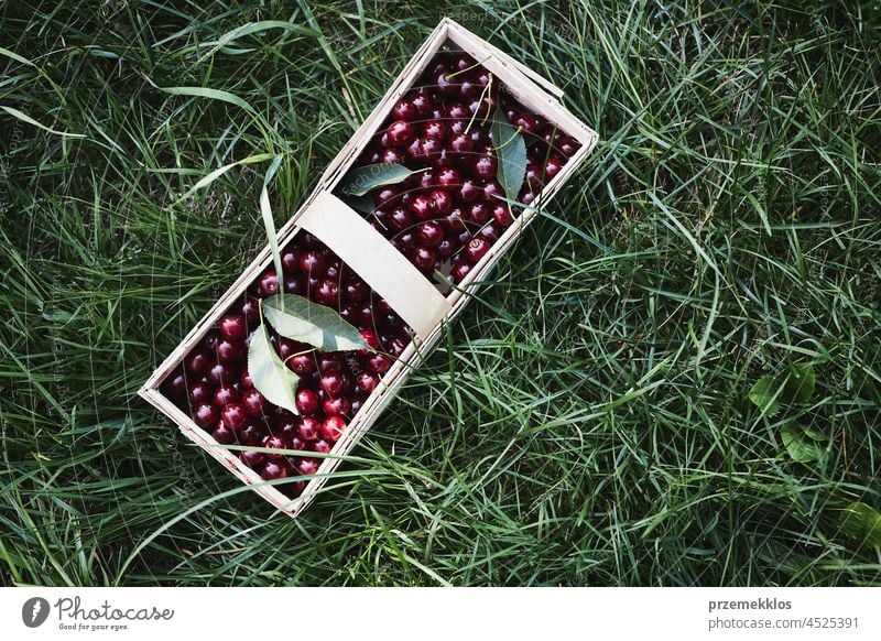Reife Kirschen in Holzkorb auf Gras. Container voll mit Früchten Kommissionierung Frucht Ernte pflücken Sammeln saftig Wachstum horizontal Frische Ernten