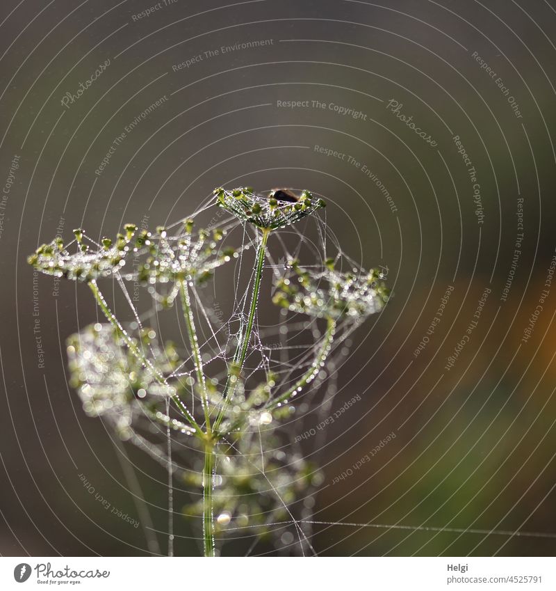 gut vernetzt - verblühte Doldenpflanze ist mit Spinnweben überzogen und mit Tautropfen besetzt Pflanze Netzwerk Tropfen nass Glitzern Schärfe Unschärfe Morgen