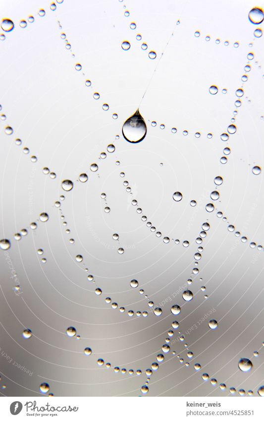 Ein Tropfen Wasser spiegelt das Universum in einem Spinnennetz wieder Netz Wassertropfen Abstrakt Natur Tau Nahaufnahme Makroaufnahme nass Detailaufnahme