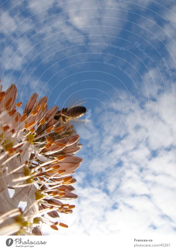 Zierlauch & Biene Blüte Wolken Bestäubung Himmel