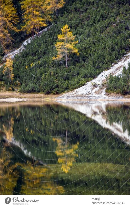 Verdoppelung der Herbstidylle. Lärchen, Latschen und ihre Spiegelung im Ahornsee Seeufer mehrfarbig Natur außergewöhnlich einzigartig Meditation Lebensfreude