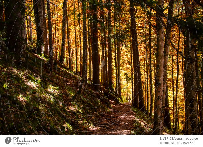 Lichter und Schatten auf dem Wanderweg im Wald Höhe Herbst Hintergründe Mitteleuropa farbenfroh Farben Textfreiraum Tag Tageslicht Regie Ökologie Umwelt fallen