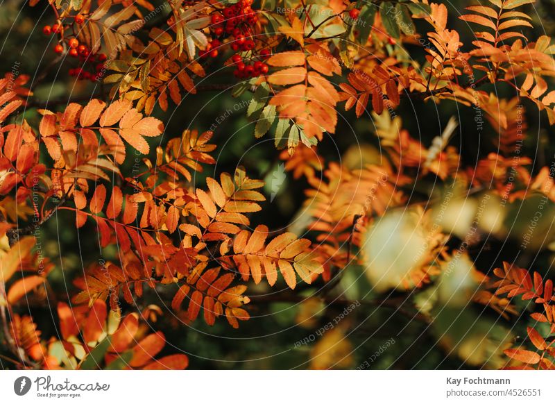 Bild von buntem Herbstlaub Herbstfarbe Herbstblattfarbe schön Nahaufnahme Sammlung Farben farbenfroh Designelement fallen fallend Laubwerk Wald gold grün