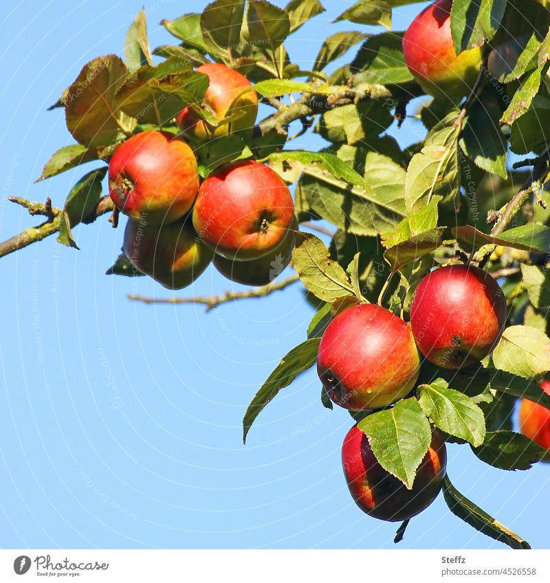 Ein Zweig mit roten Äpfeln Apfelzweig rote Äpfel Apfelernte Obsternte Gartenobst Oktober Bio blauer Himmel Ernte sonnengereift saftig gesund Erntezeit