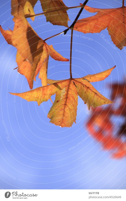 Amberbaum Blätter in Herbstfärbung Liquidambar styraciflua Blattadern im Durchlicht fünfzackig schönes Wetter Gegenlichtaufnahme Oktober Herbstfarben
