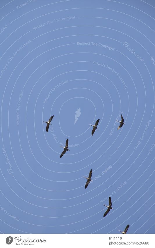 Kraniche am Himmel auf dem Weg in den Süden schönes Wetter Herbst Gruppe blauer Himmel Spitze Zugvögel Vögel Natur Naturwunder Vogelzug Winterquartier Flug