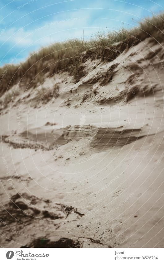 Sanddüne am Strand sanddüne Düne Dünengras Ostsee ostseeküste Küste Nordsee Nordseeküste Ostseestrand Nordseestrand Himmel blau Wolken Landschaft Natur
