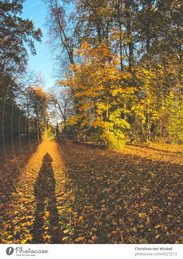 Den Herbst fotografieren in der Morgensonne....   Schattenselfie im Park ... Herbstwetter goldenes Licht Selfie Stadtpark Wald Bäume Kastanien Eichen Buchen