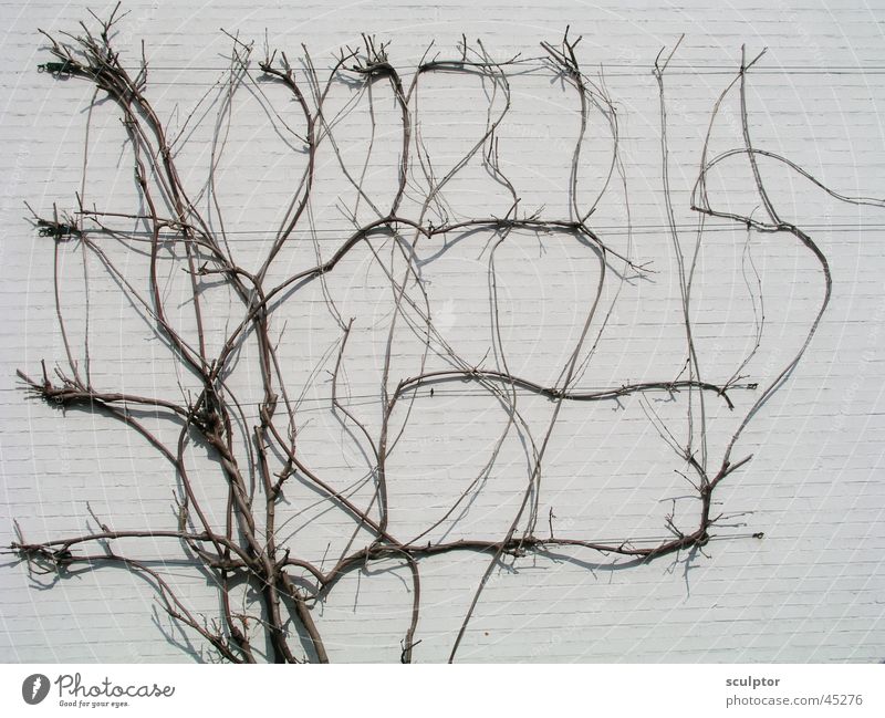 Spalier Pflanze Wand flach Natur-Grafik