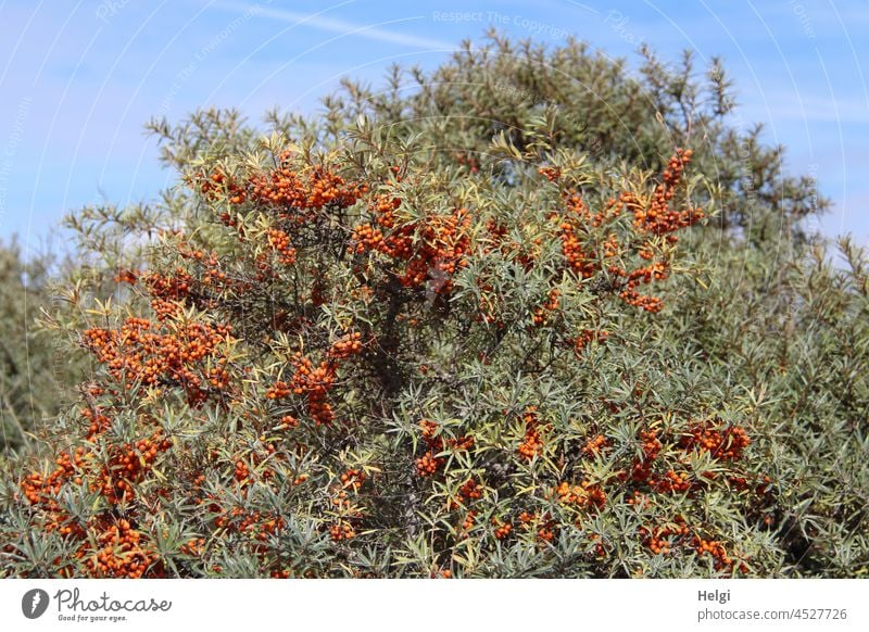 Sanddornstrauch mit reifen Sanddornbeeren Spätsommer Pflanze Natur Nordseeinsel Herbst Frucht orange Menschenleer Außenaufnahme Gesundheit natürlich Sträucher