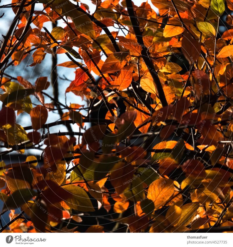 dichtes Herbstlaub, bunt Baum Romantik Natur Außenaufnahme Pflanze Überfluß Blatt Wald Umwelt gelb braun Park Sonnenlicht Licht gold Jahreszeiten Oktober Farbe
