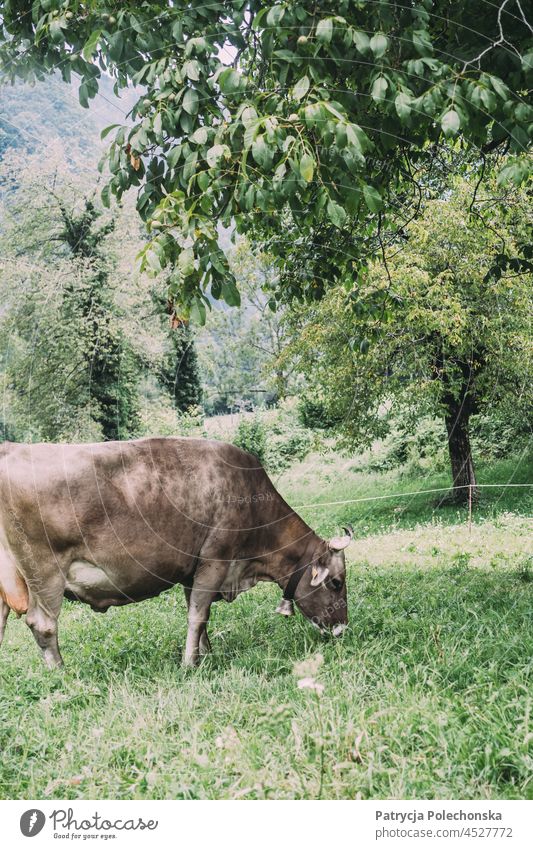 Braune Kuh mit Glocke um den Hals beim Grasen im Feld braun Tier Weide Weidenutzung Sommer Rind