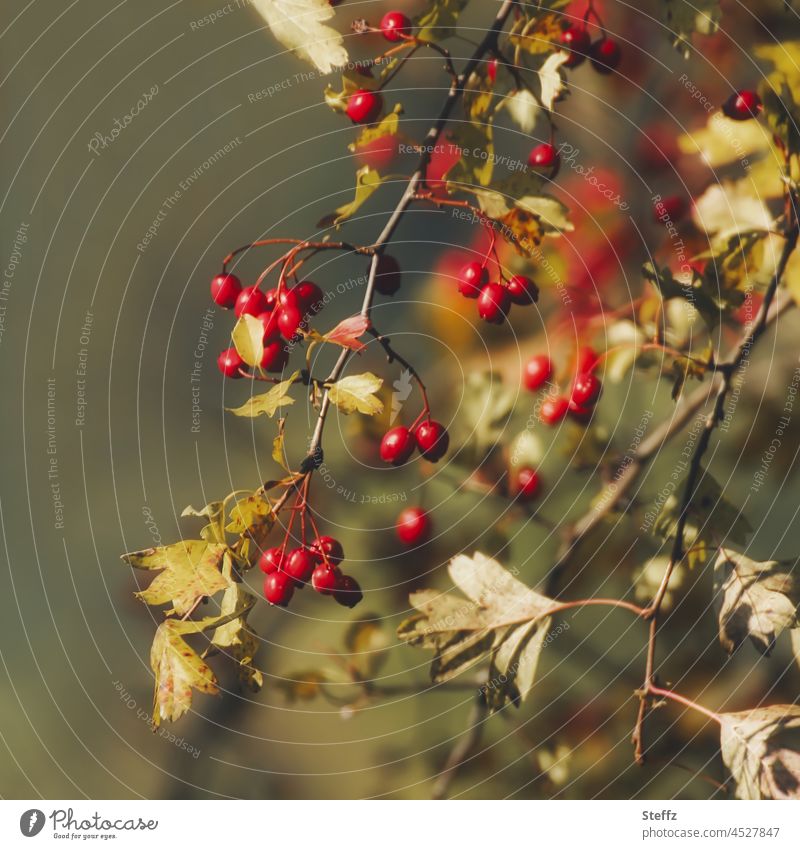 Weißdornbeeren im Herbst Beeren Vogelfutter Herbstfoto Arzneipflanze Heilpflanze Weißdornzweige Farbtupfer Jahreszeiten Beerensträucher rot Herbstfärbung