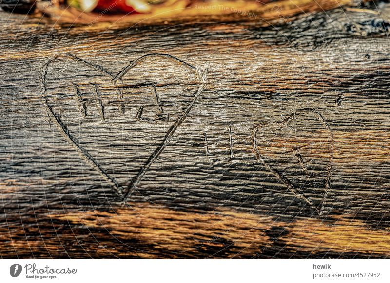 zwei 2 geschnitzte Herzen in einem Baumstamm Holz Liebe Schnitzerei Gefühle
