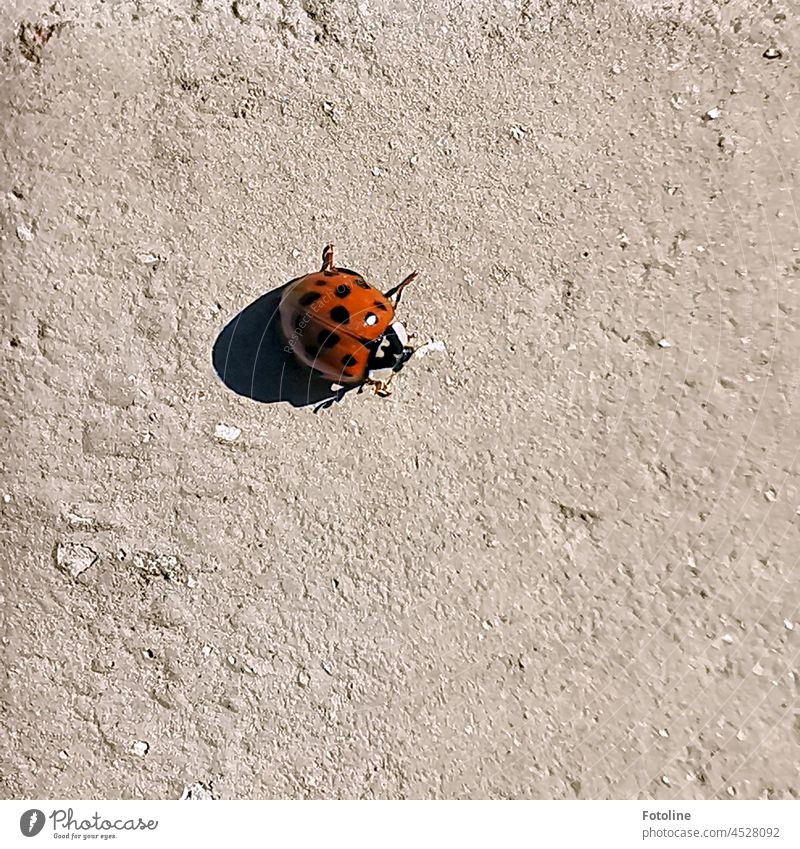Ein kleiner roter Marienkäfer wirft einen großen Schatten. Käfer Insekt Nahaufnahme Makroaufnahme Tier krabbeln Farbfoto Außenaufnahme Glück Detailaufnahme