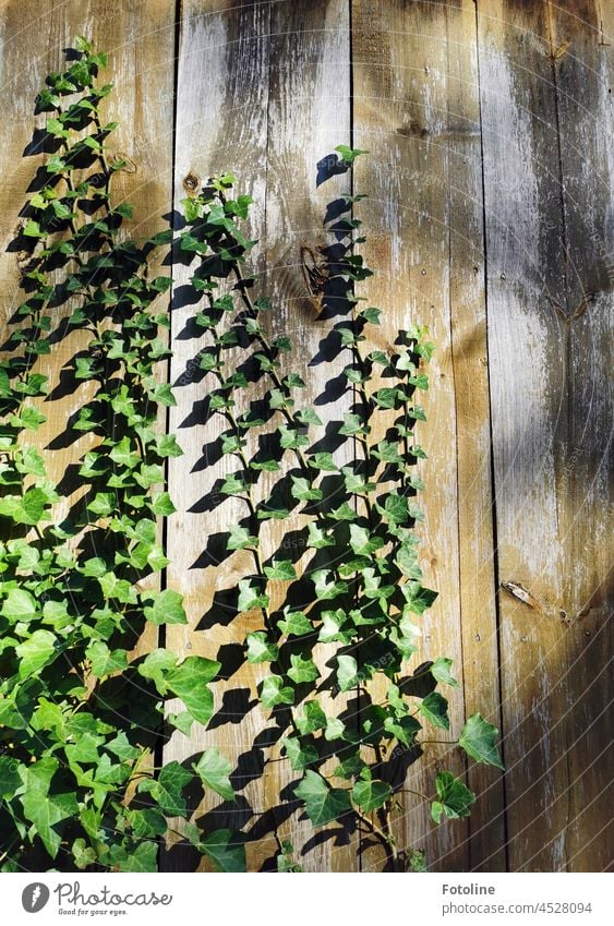 Efeuranken genießen die Sonne an einer hölzernen Bretterwand. Pflanze Blatt grün Farbfoto Außenaufnahme Menschenleer Tag Grünpflanze Wachstum Wand bewachsen