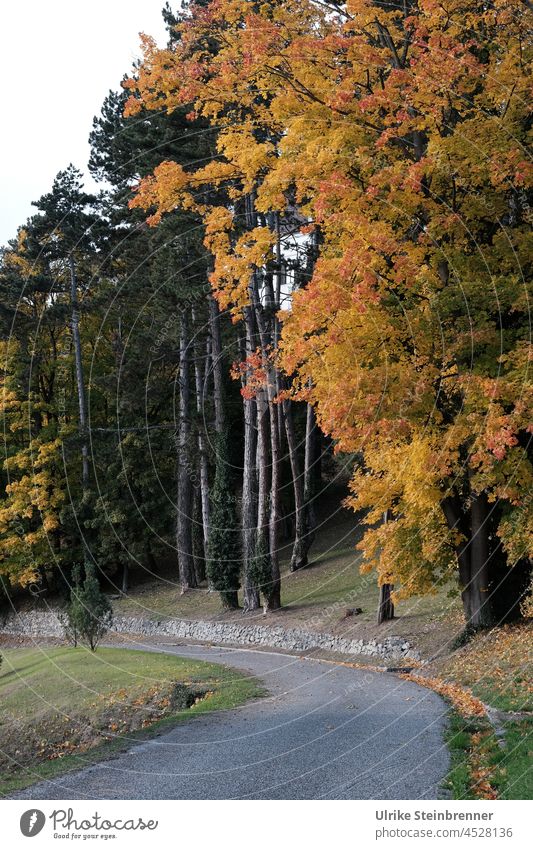 Herbstbäume an Straße im Park Herbstlaub Laubbaum Herbstfarben herbstlich Herbstfärbung Herbststimmung Natur Jahreszeiten Weg Herbstwald Laubwerk