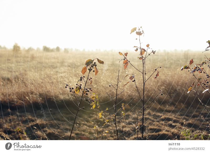 Herbstmorgen im Moor Gräser, Faulbaum mit Beeren im Gegenlicht Natur Landschaftform Herbstfärbung Herbststimmung schönes Wetter Sonnenschein dunstig Nelbel Tau