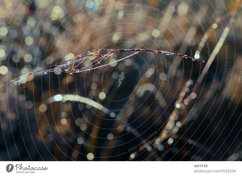 Leichtigkeit - Perlenkette aus Spinnweben und Tautropfen Herbst Morgenstimmung Moor morgens Licht Lichtspiel Schatten Lichtpunkte Gräser dunkle Farben Natur