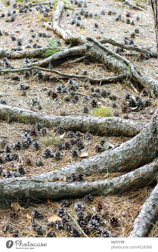 kleine Zapfen liegen zwischen den oberirdischen Wurzeln einer Kiefer auf dem Waldboden Baum Pinus Wurzelsystem Verankerung oderirdische Wurzeln Seitenwurzeln