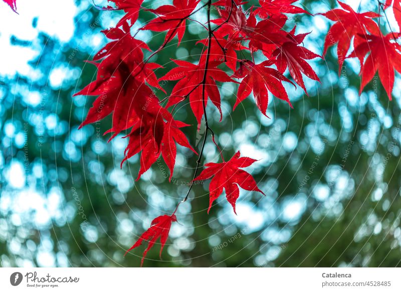 Die roten Ahornblätter Herbst leuchten Rot Botanik Tageslicht Himmel Stimmung Roter Fächerahorn Baum Pflanze Flora Natur Blau Grün