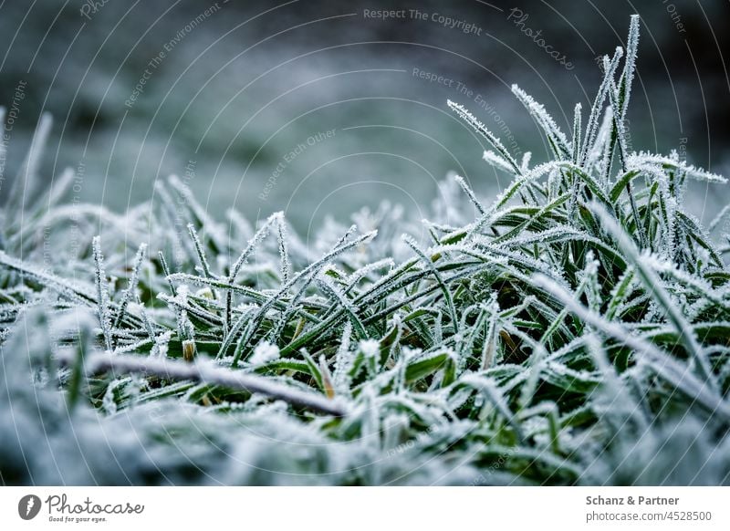 Gras mit Frost Wiese Winter Raureif Kälte kalt winterlich gefroren Eis frieren Eiskristall
