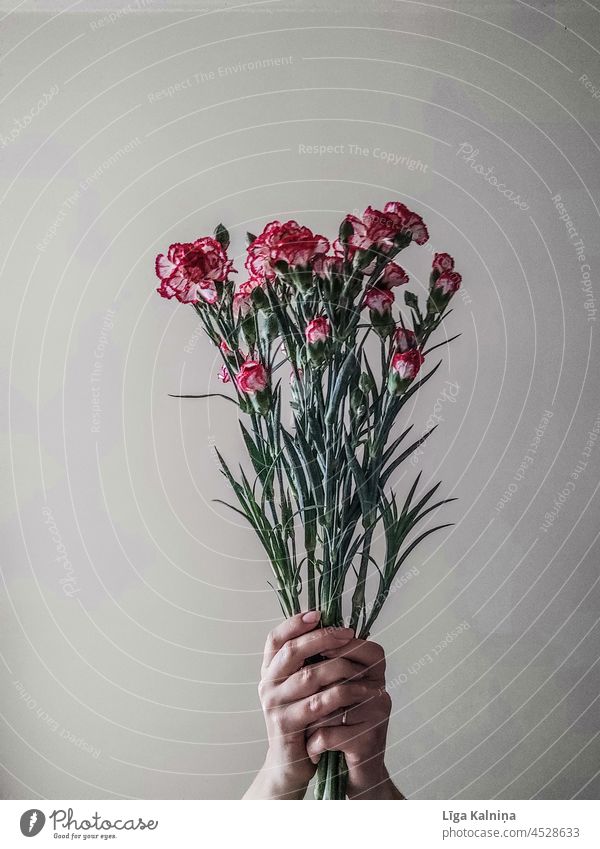Hände halten Blumenstrauß Hand Finger Mensch Frau Körperteil Beteiligung Geschenk geblümt Hintergrund Frühling schön Halt romantisch rosa Schönheit