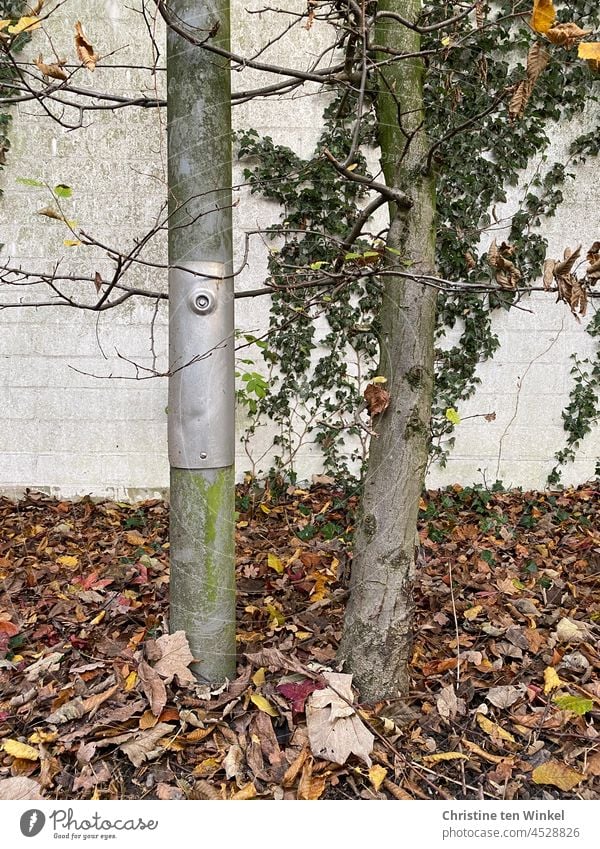 Laternenpfahl und Baumstamm eng nebeneinander vor einer mit Efeu bewachsenen weißen Mauer Nachbarschaft Zusammenhalt grün braun Blätter Herbst Laub Herbstlaub