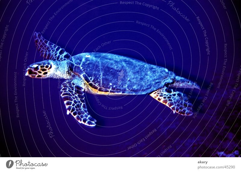 Schildkröte tauchen Unterwasseraufnahme Rotes Meer Turtle blau